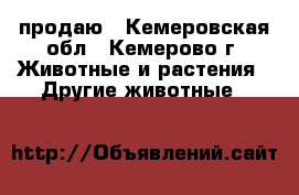 продаю - Кемеровская обл., Кемерово г. Животные и растения » Другие животные   